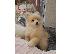 PoulaTo: Pomeranian όλα kc reg.